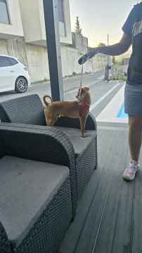 Hotel para Cães