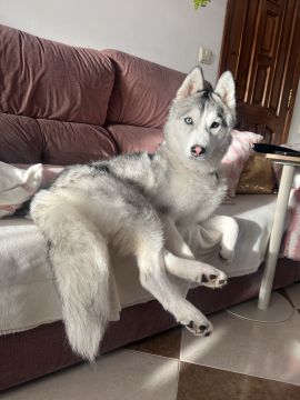 Hotel para Cães