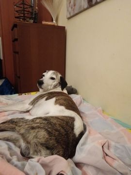 Hotel para Cães