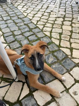 Hospedaje de perros
