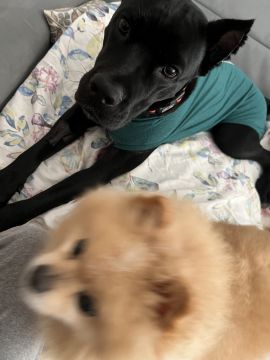 Dog Hotel