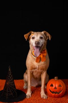 Pension pour chiens