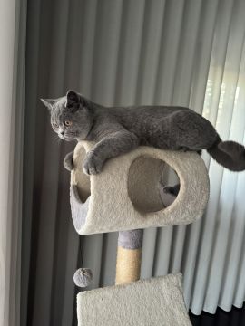 Hotel de Animais