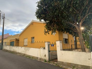 Tree Trimming and Maintenance