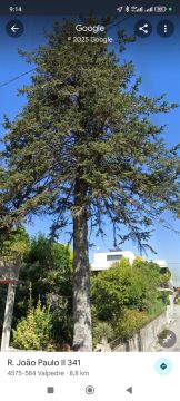 Tree Trimmer