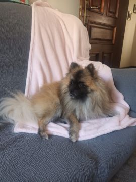 Hotel para Cães