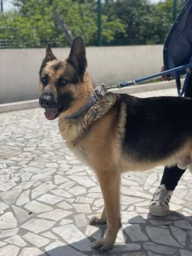 Hotel para Cães