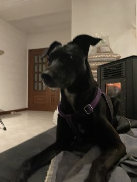 Pension pour chiens