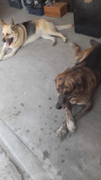 Hospedaje de perros