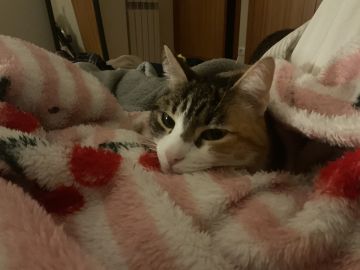 Hotel para Gatos - Animais