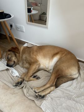 Creche para Cães
