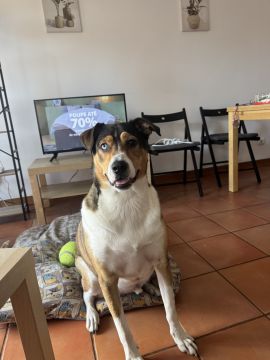 Hundepension