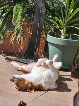 Hotel e Creche para Animais