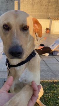 Creche para Cães