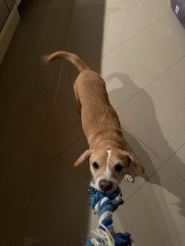 Hundepension