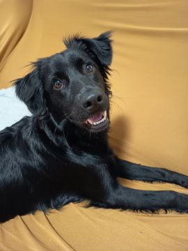 Hotel para Cães