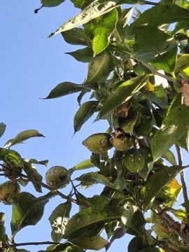 Jardinagem e Relvados