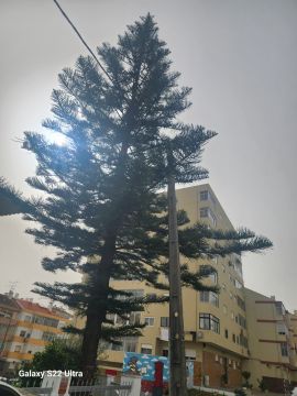 Jardinería