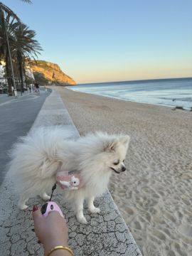 Hotel para Cães