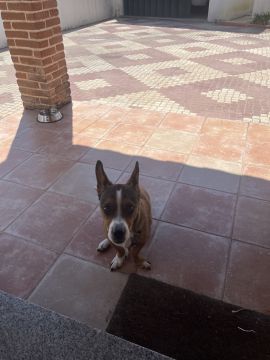 Hotel para Cães