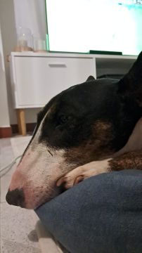 Hotel para Cães