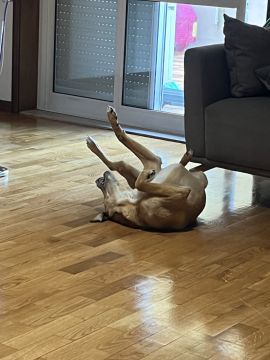 Hotel para Cães