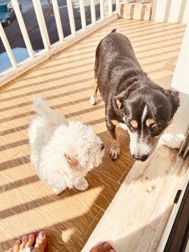 Hotel e Creche para Animais