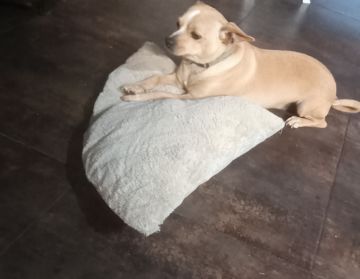 Dog Hotel
