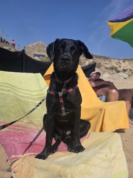 Hotel para Cães