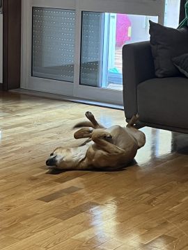 Hotel para Cães
