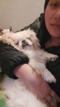 Dog Hotel