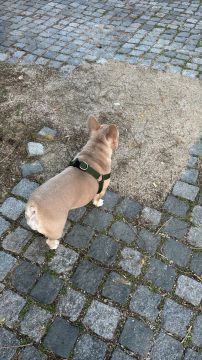 Hospedaje y guarderías de mascotas