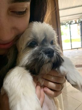 Dog Hotel