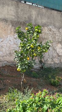 Serviço de Jardinagem