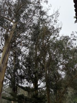 Poda e Manutenção de Árvores - Jardinagem e Relvados