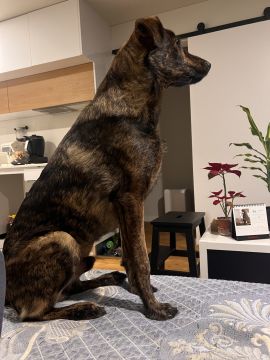 Hotel para Cães