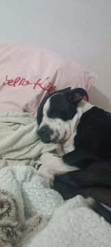 Treinador de Cães