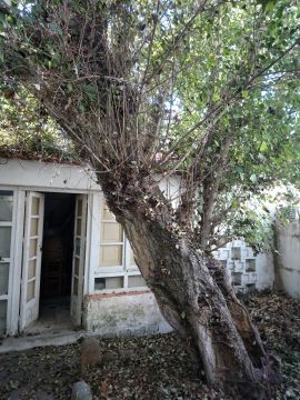Podador de Árvores