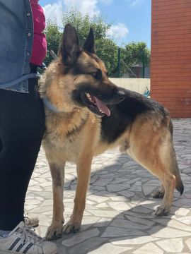 Hotel e Creche para Animais