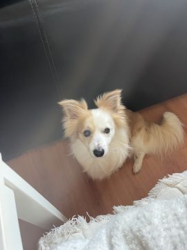Hotel para Cães