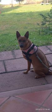 Hotel para Cães