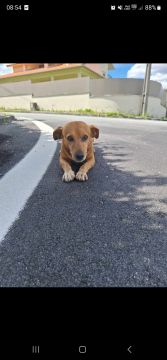 Hotel para Cães