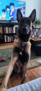 Hotel para Cães