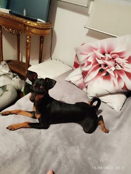 Hospedaje de perros