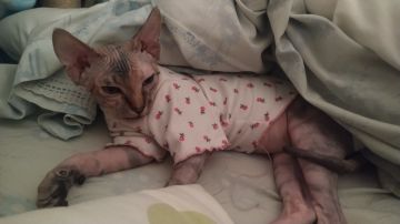 Hotel for Cats