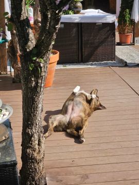 Hotel para Cães - Hotel e Creche para Animais