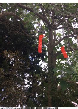 Tree Trimmer