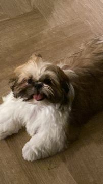 Hotel para Cães
