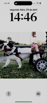 Hotel para Cães