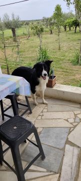 Hotel e Creche para Animais